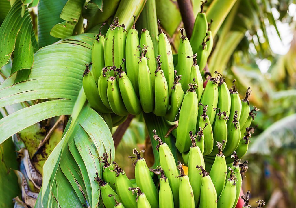 Bio-Banane